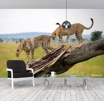 Picture of Two cheetahs on a tree Kenya Tanzania Africa National Park Serengeti Maasai Mara An excellent illustration